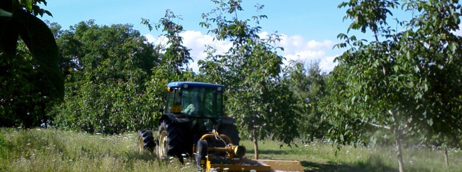 Broyage dans un vergers de noyers 