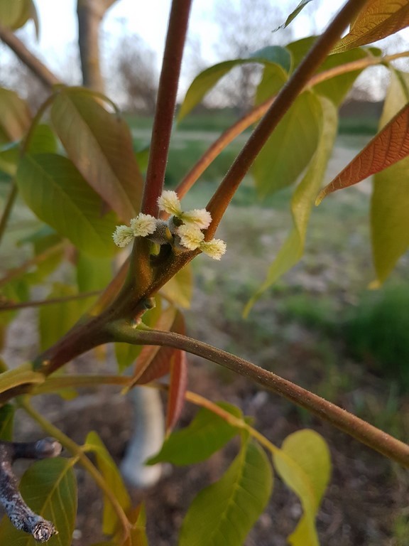 la noix en fleurs au printemp