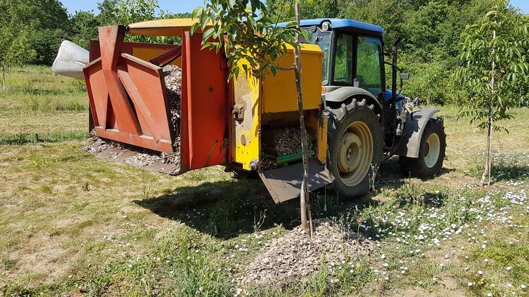 Mise en place du paillage au pied des arbres.