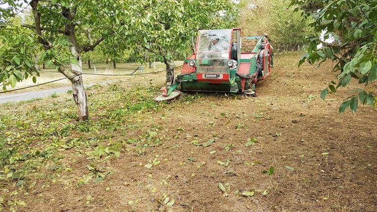 la ramasseuse à noix