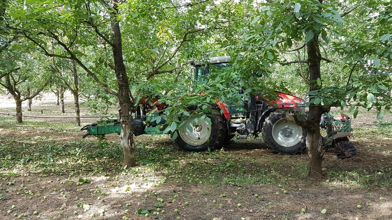 vibrage des arbres pour faire chuter les noix